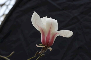 优雅玉兰花绽放