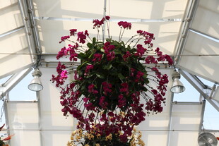 温室中悬挂的艳丽花卉