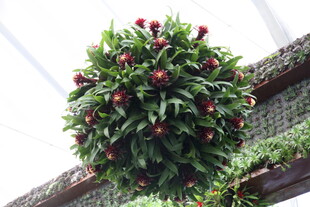 垂挂的红果绿植