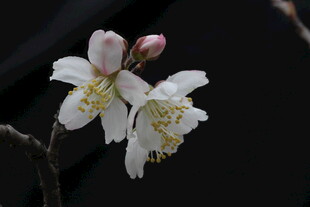 洁白绽放的美丽花枝