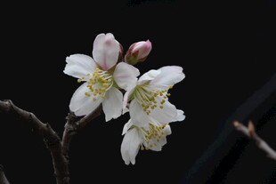 绽放的白色樱花花朵