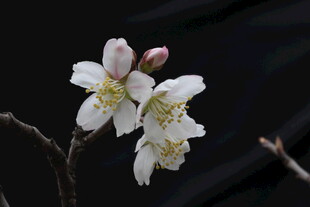 绽放的白色杏花