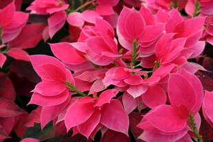 艳丽三角梅绽放