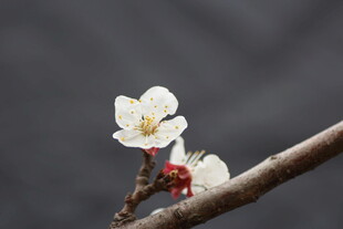 枝头绽放的素雅白色花朵