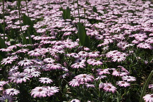 粉白雏菊盛放的美丽花田