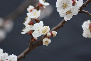 枝头绽放的洁白杏花