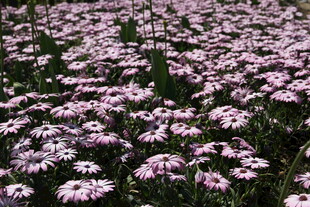 粉色雏菊绽放的美丽花田