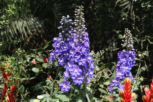 紫色羽扇豆花绽放美景