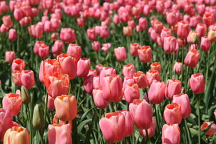 粉色郁金香花海美景