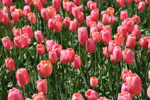 粉色郁金香花海