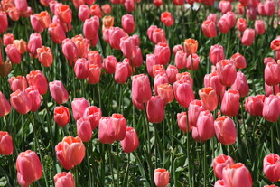 粉色郁金香花海