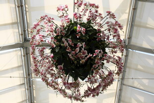 悬挂的粉色花卉盆栽