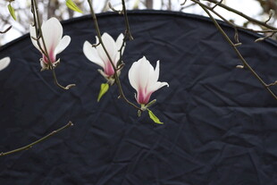 玉兰花绽放于深色背景