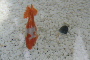 橙色锦鲤与黑色石头