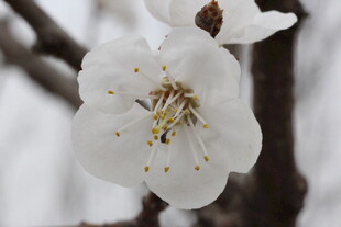 绽放的单朵杏花