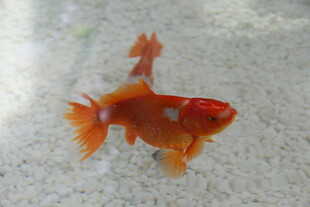 水中游弋的橙红色金鱼