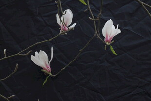黑底玉兰花枝特写