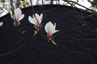 玉兰花绽放于深色背景中