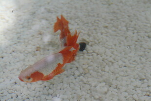 水中游动的橙白相间金鱼