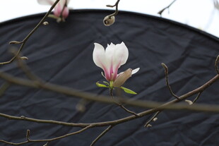 单朵玉兰花绽放于黑背景