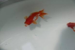 水中游动的艳丽金鱼