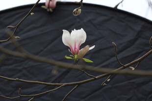 黑底玉兰花特写