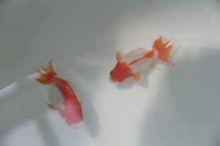 水中双金鱼 灵动又鲜艳