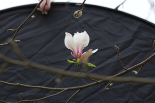 单朵玉兰花绽放于枝间