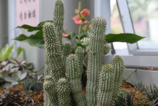 室内可爱仙人掌多肉植物