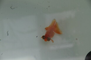 水中游动的橙红色小金鱼