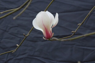 白色花朵特写 花瓣带红