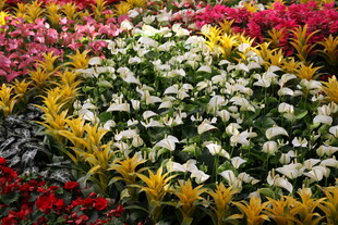 多彩花卉组成的美丽图案