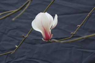 单枝玉兰花特写