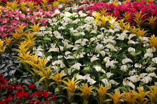 多彩花卉组成的绚丽图案