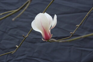 单枝玉兰花特写