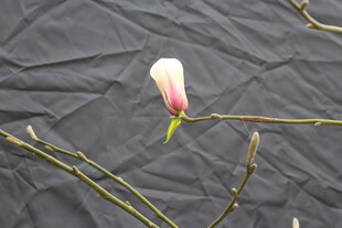 单枝玉兰花置于灰布上