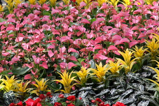 多彩花卉绽放美丽景观