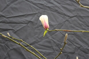 单枝玉兰花特写