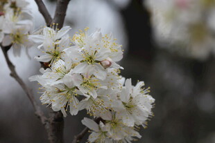 枝头绽放的洁白花朵