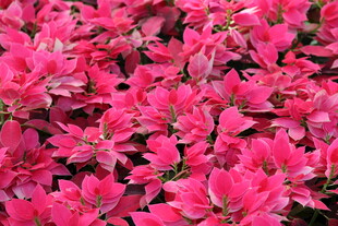 艳丽玫红花朵绽放