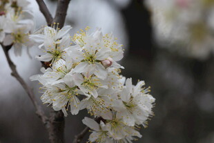 枝头绽放的洁白花朵