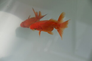 水中游动的艳丽红金鱼