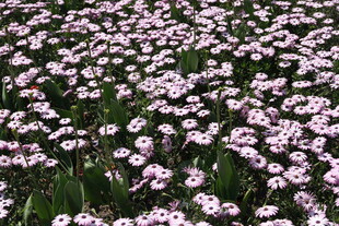 粉色小花铺满地面