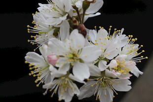 洁白绽放的美丽樱桃花