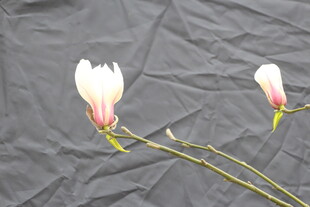 两朵素雅玉兰花