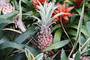 菠萝植株与艳丽花朵