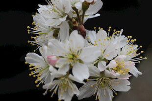 洁白绽放的美丽樱桃花