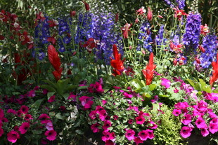 多彩花卉装点美丽景致