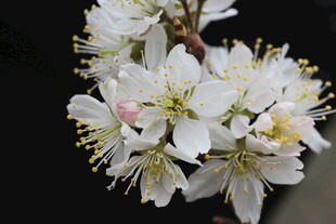 洁白绽放的美丽樱桃花