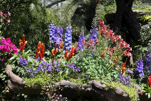 多彩花卉装点的自然景致